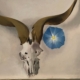 Georgia o'Keeffe Museum